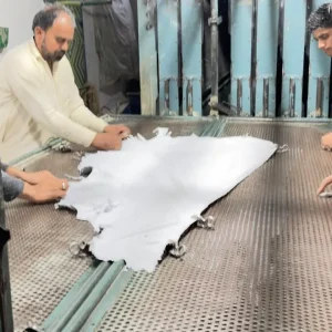 Team securing a white leather hide with clips on an industrial vacuum-drying table.